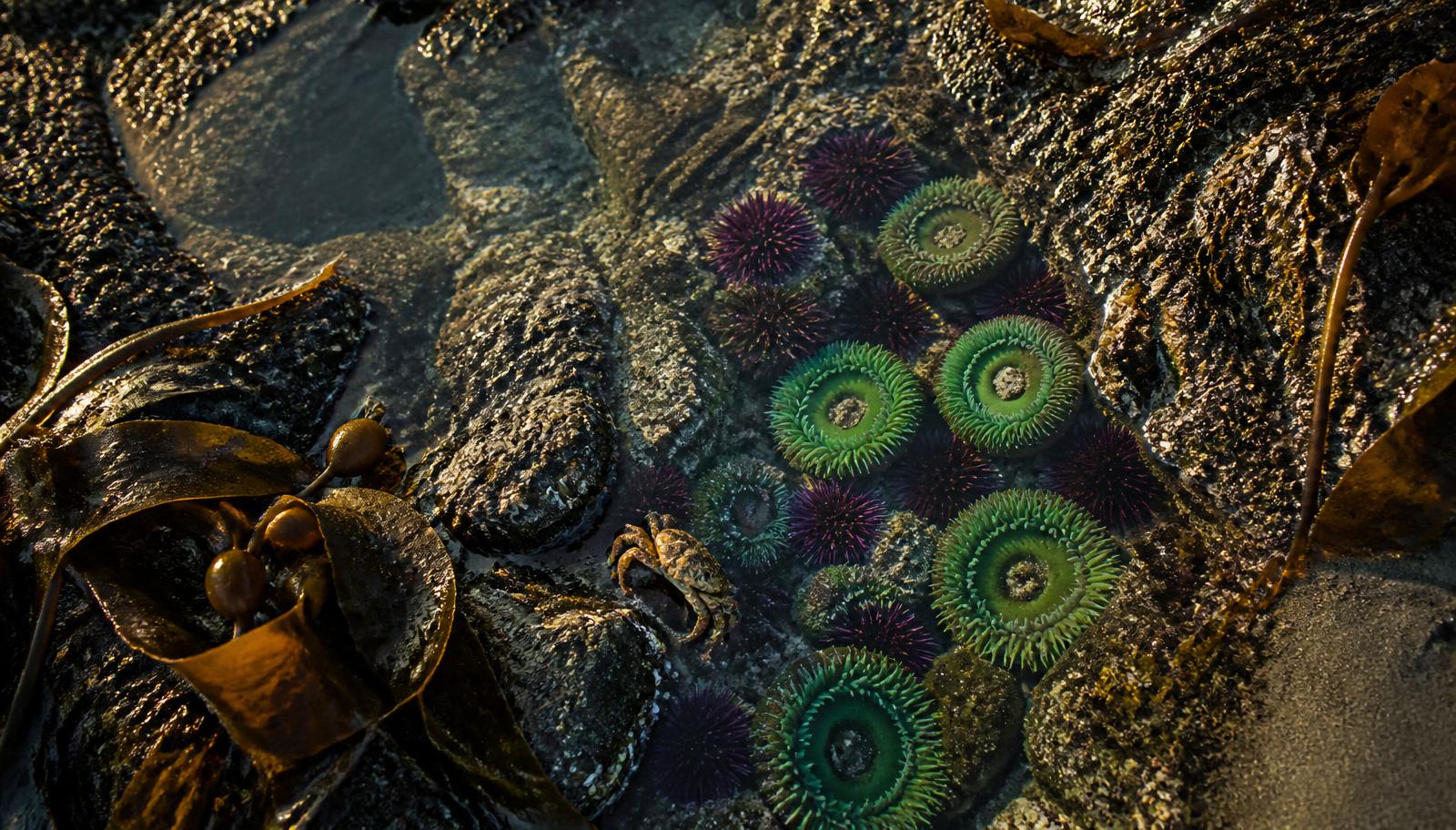 Sunlit Newport Beach tide pool with green anemones, purple sea urchins and a small crab